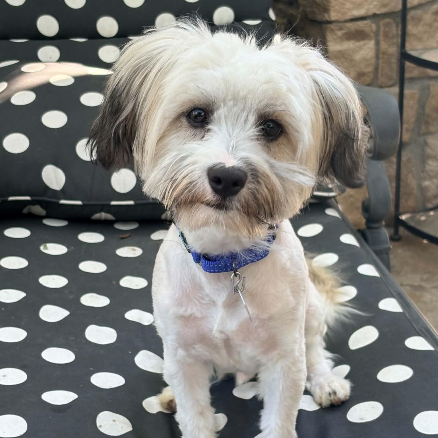Enlarge Gus, a Adopted Havanese in Mead, CO image 3/6