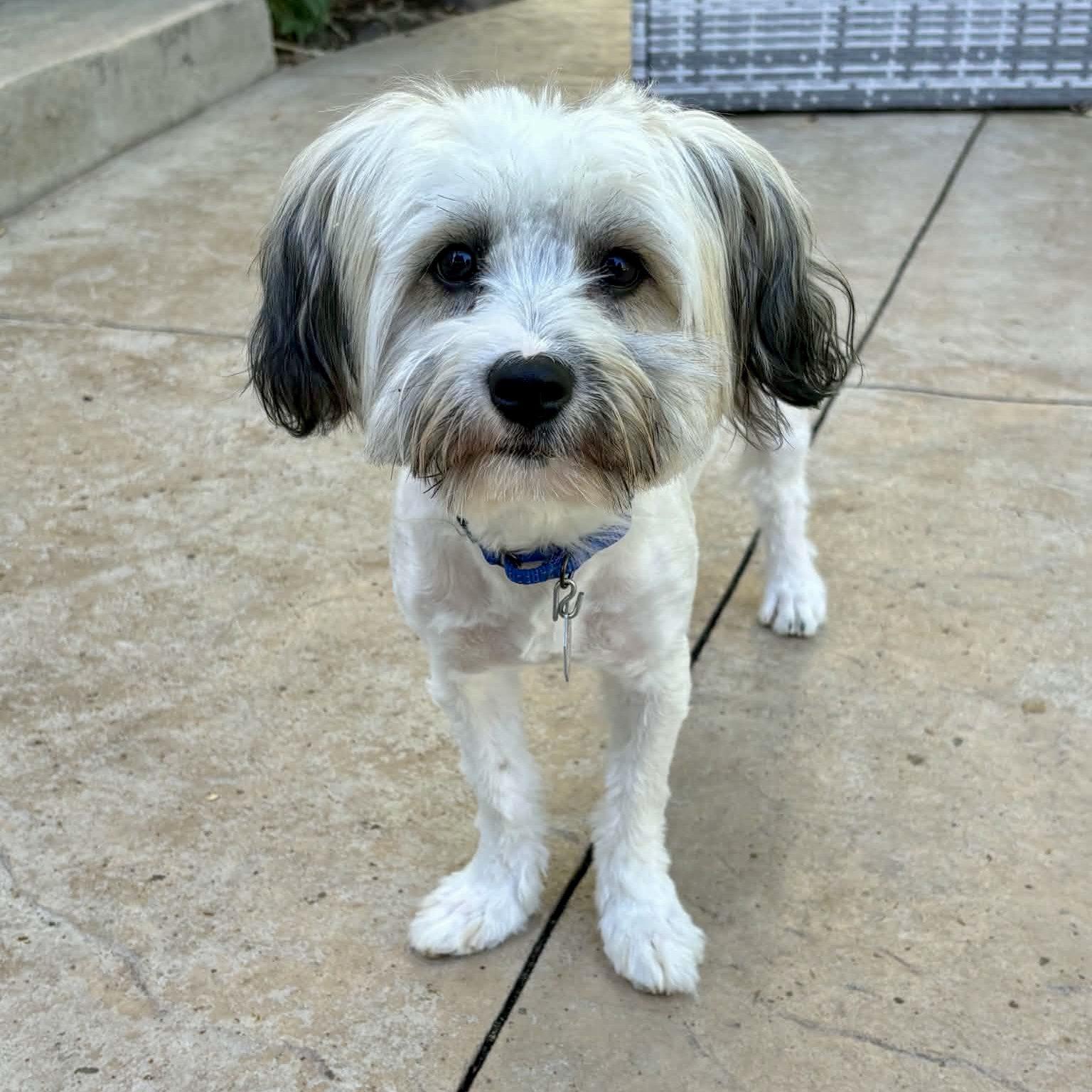 Enlarge Gus, a Adopted Havanese in Mead, CO image 1/6