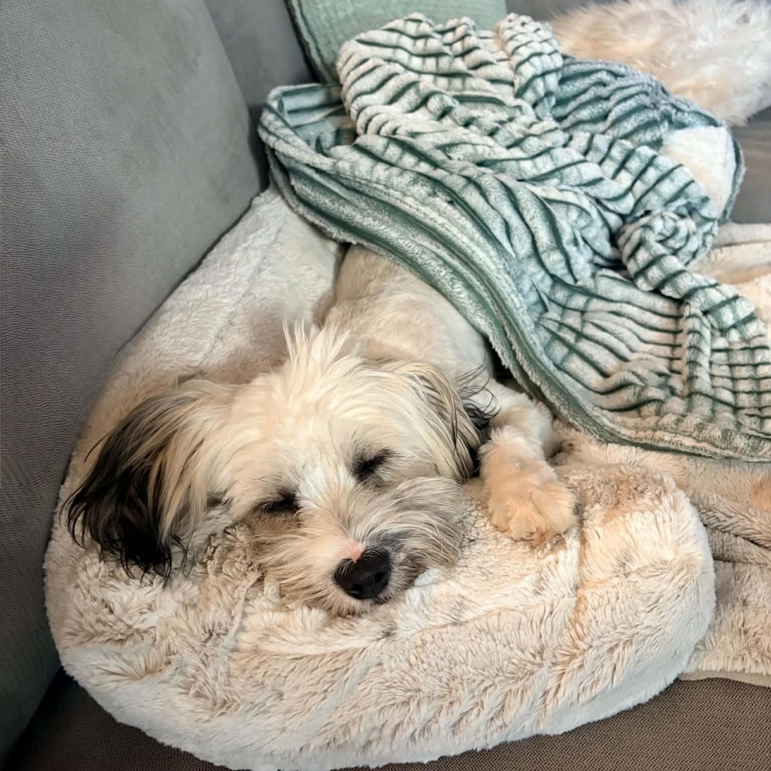 Enlarge Gus, a Adopted Havanese in Mead, CO image 2/6