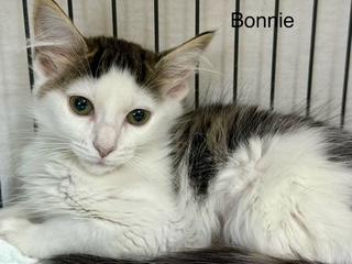 Bonnie med hair, a Adoptable mixed breed in Jackson, GA image 1/4