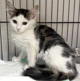 Bonnie med hair, a Adoptable mixed breed in Jackson, GA image 2/4