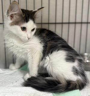 Bonnie med hair, a Adoptable mixed breed in Jackson, GA image 3/4