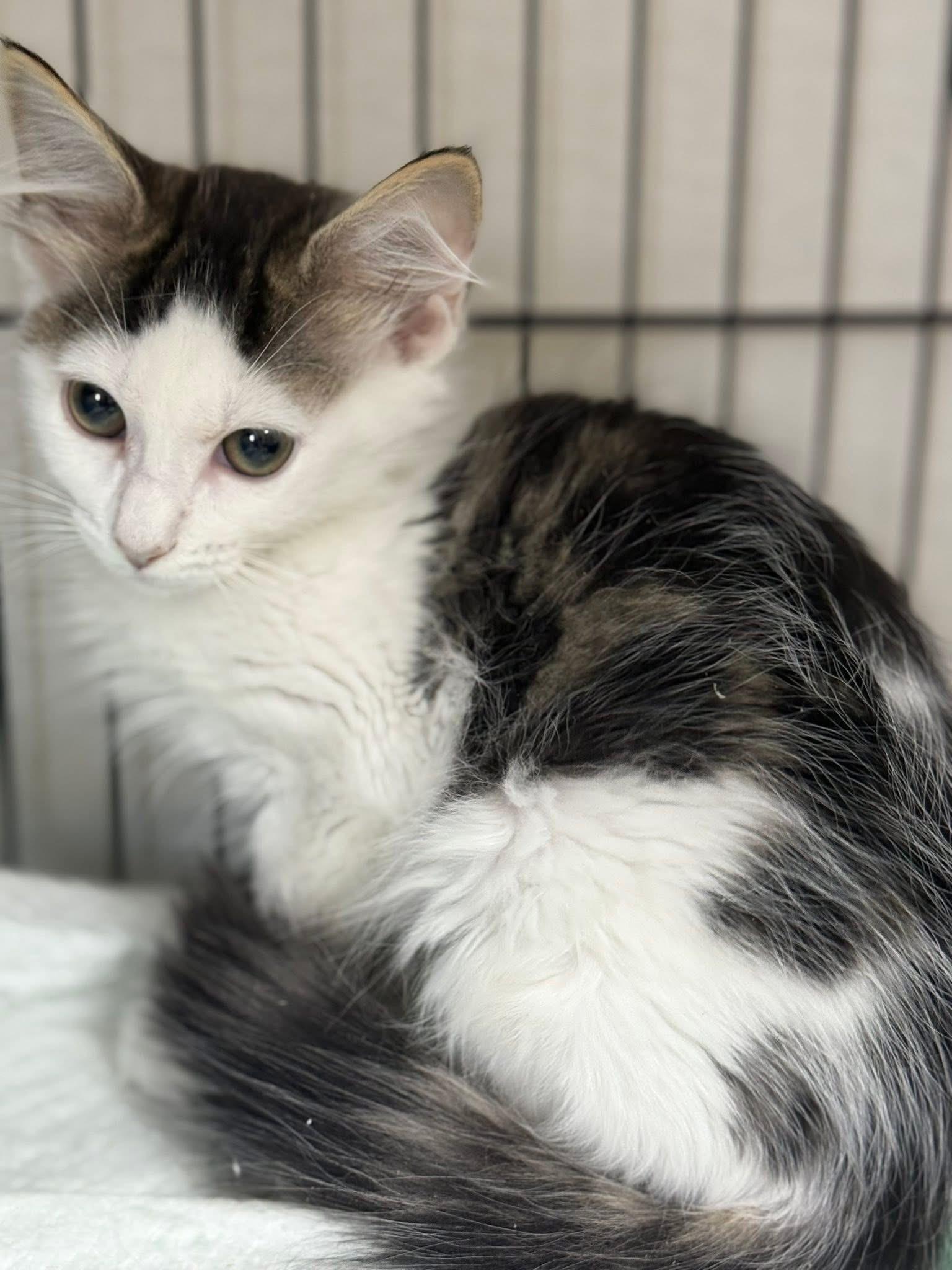 Bonnie med hair, a Adoptable mixed breed in Jackson, GA image 4/4