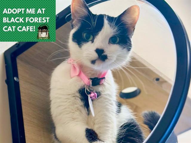 FANCY, Adoptable, Adult Female Domestic Short Hair.