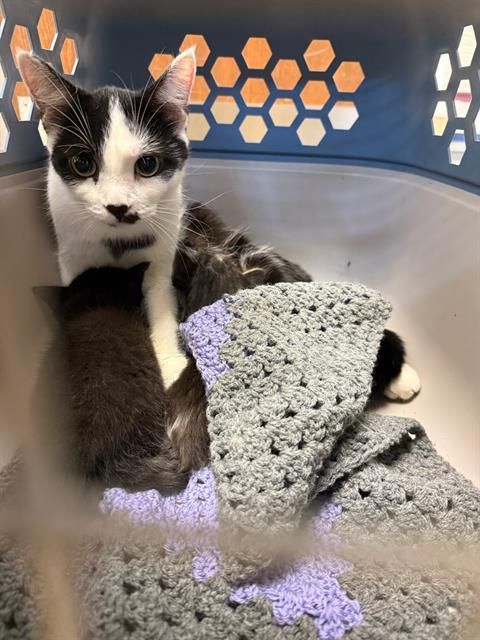 FANCY, Adoptable, Young Female Domestic Short Hair.