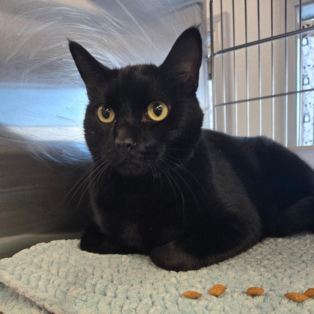 Inkjet, Adoptable, Young Male Domestic Short Hair.