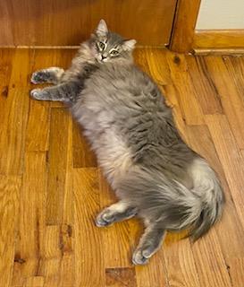 Enlarge Ashlen, a ADOPTABLE Domestic Long Hair in Noble, OK image 3/4