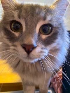 Enlarge Ashlen, a ADOPTABLE Domestic Long Hair in Noble, OK image 2/4