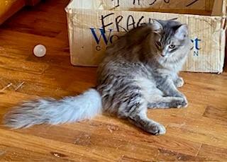 Enlarge Ashlen, a ADOPTABLE Domestic Long Hair in Noble, OK image 4/4