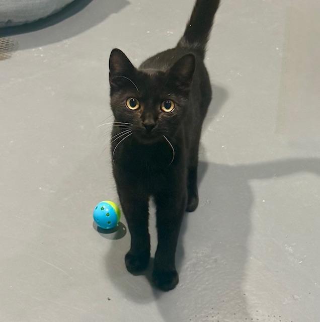 Toast, a Adoptable Domestic Short Hair in Winter Haven, FL image 4/5