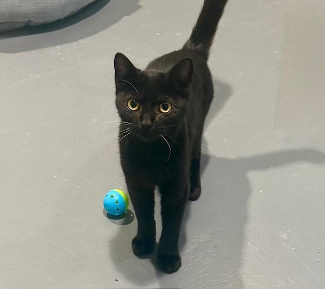 Toast, a Adoptable Domestic Short Hair in Winter Haven, FL image 1/5