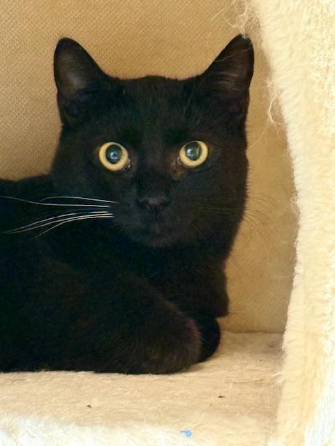 Toast, a Adoptable Domestic Short Hair in Winter Haven, FL image 2/5