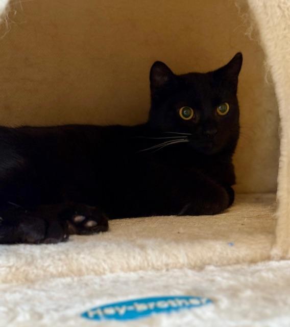 Toast, a Adoptable Domestic Short Hair in Winter Haven, FL image 3/5