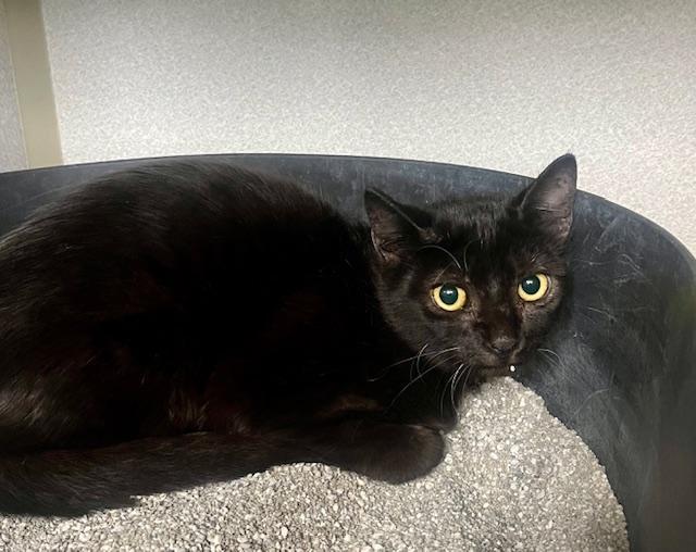 Toast, a Adoptable Domestic Short Hair in Winter Haven, FL image 5/5