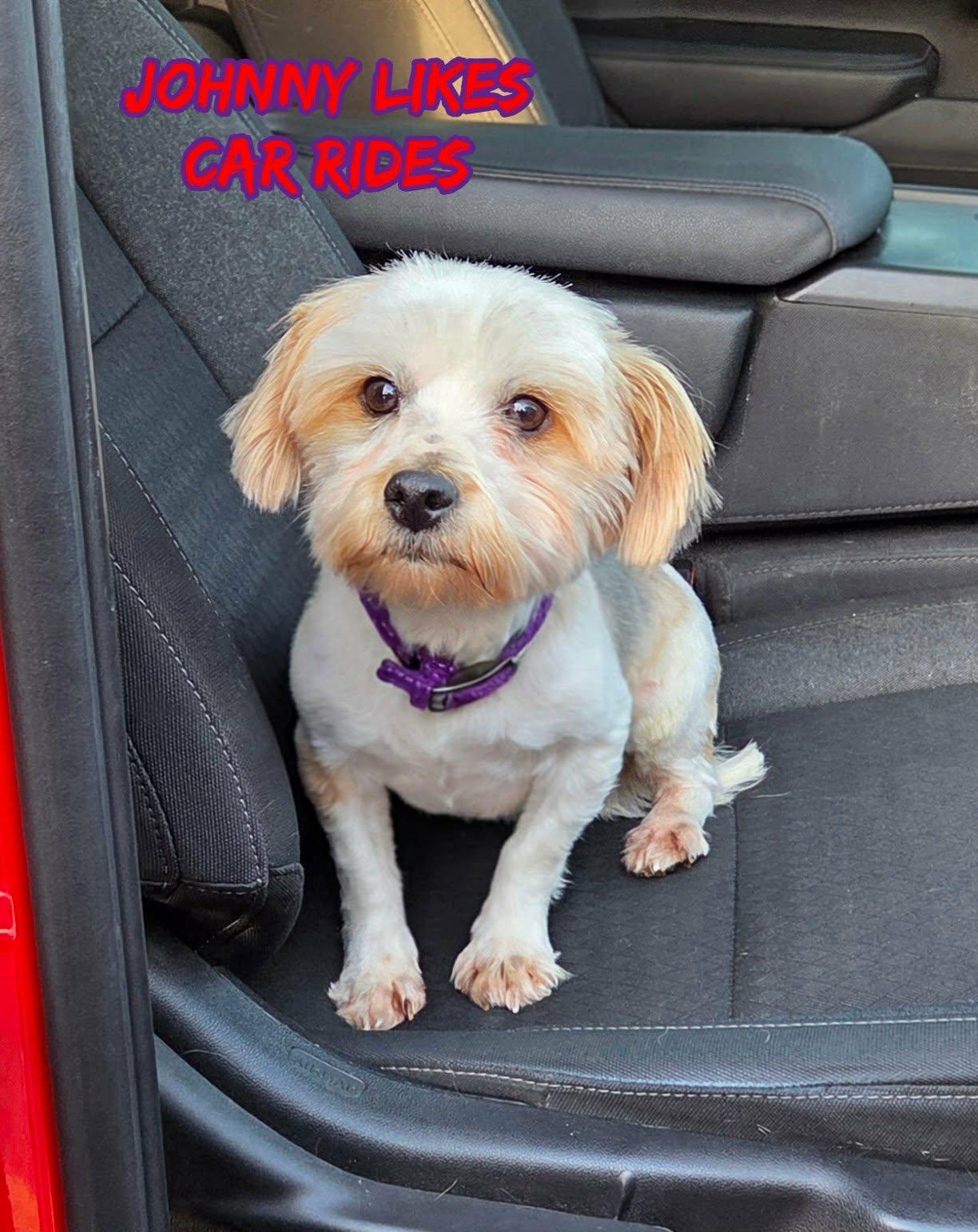 Enlarge Johnny, a ADOPTABLE Shih poo in Grove, OK image 4/4