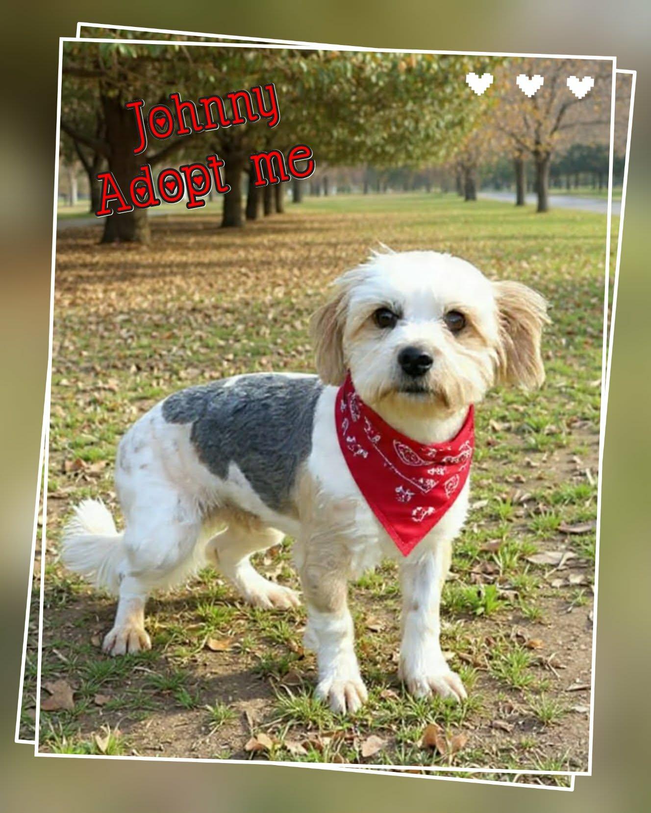 Enlarge Johnny, a ADOPTABLE Shih poo in Grove, OK image 3/4
