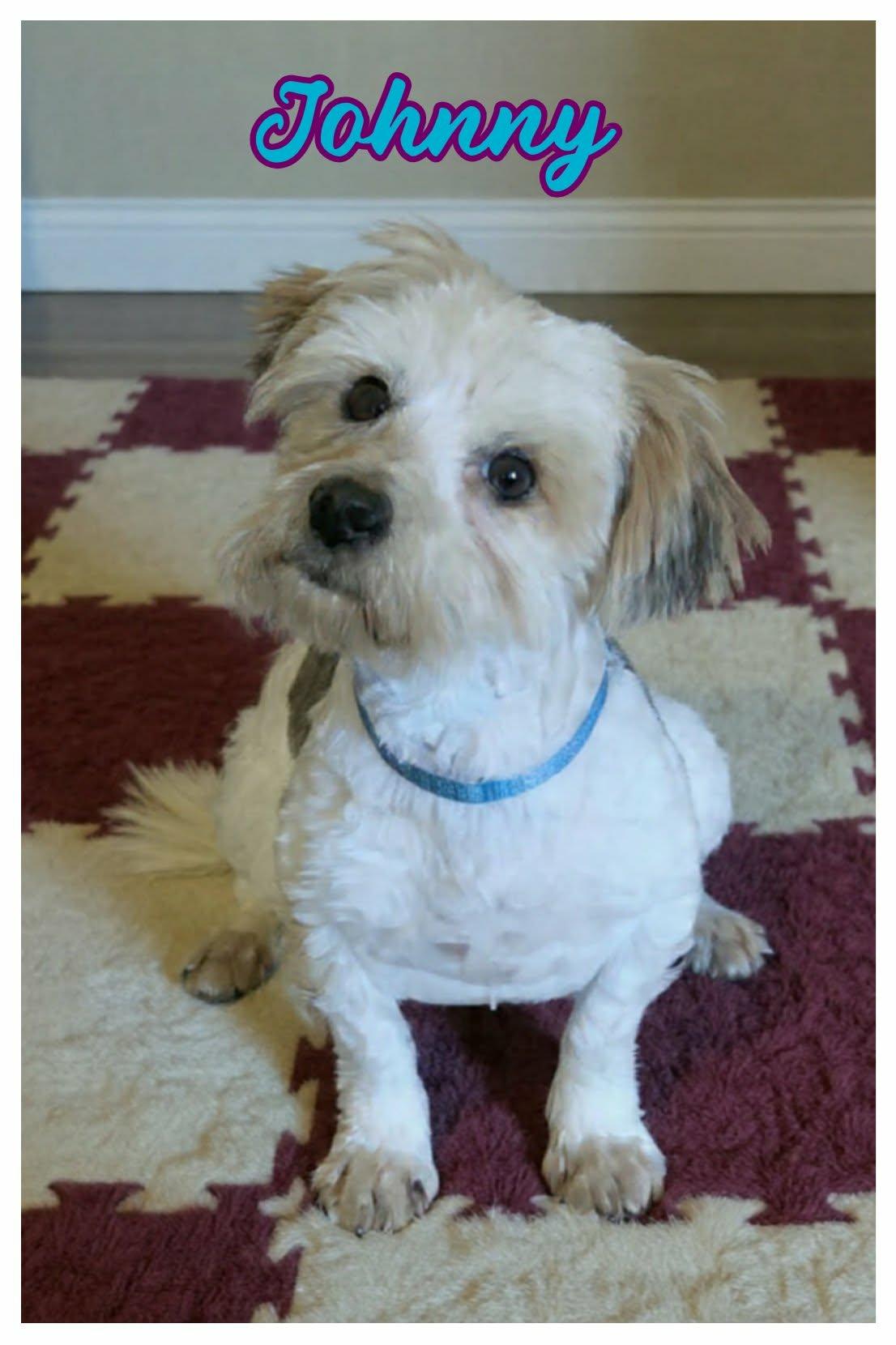 Enlarge Johnny, a ADOPTABLE Shih poo in Grove, OK image 2/4