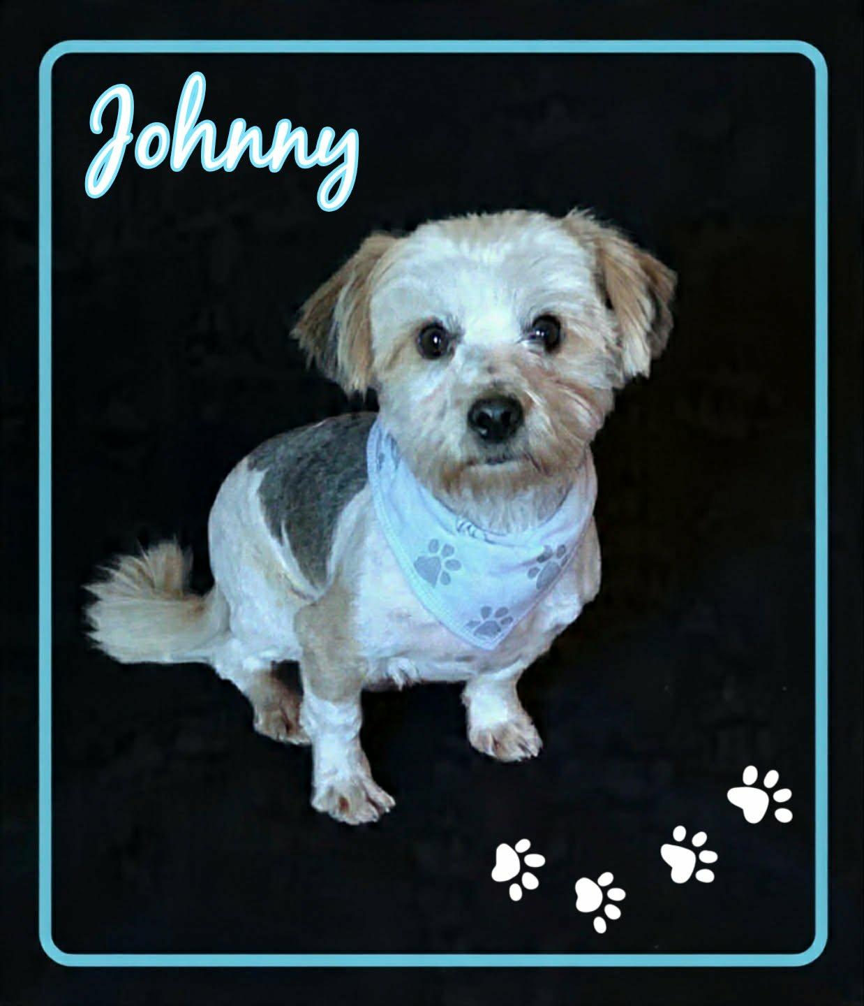 Johnny, ADOPTABLE, Adult Male Shih poo.