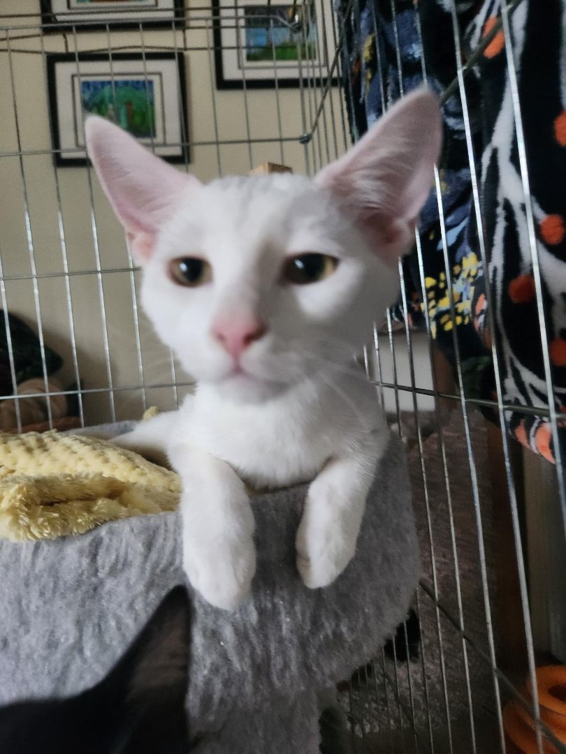 Mary, Adopted, Kitten Female Domestic Short Hair.