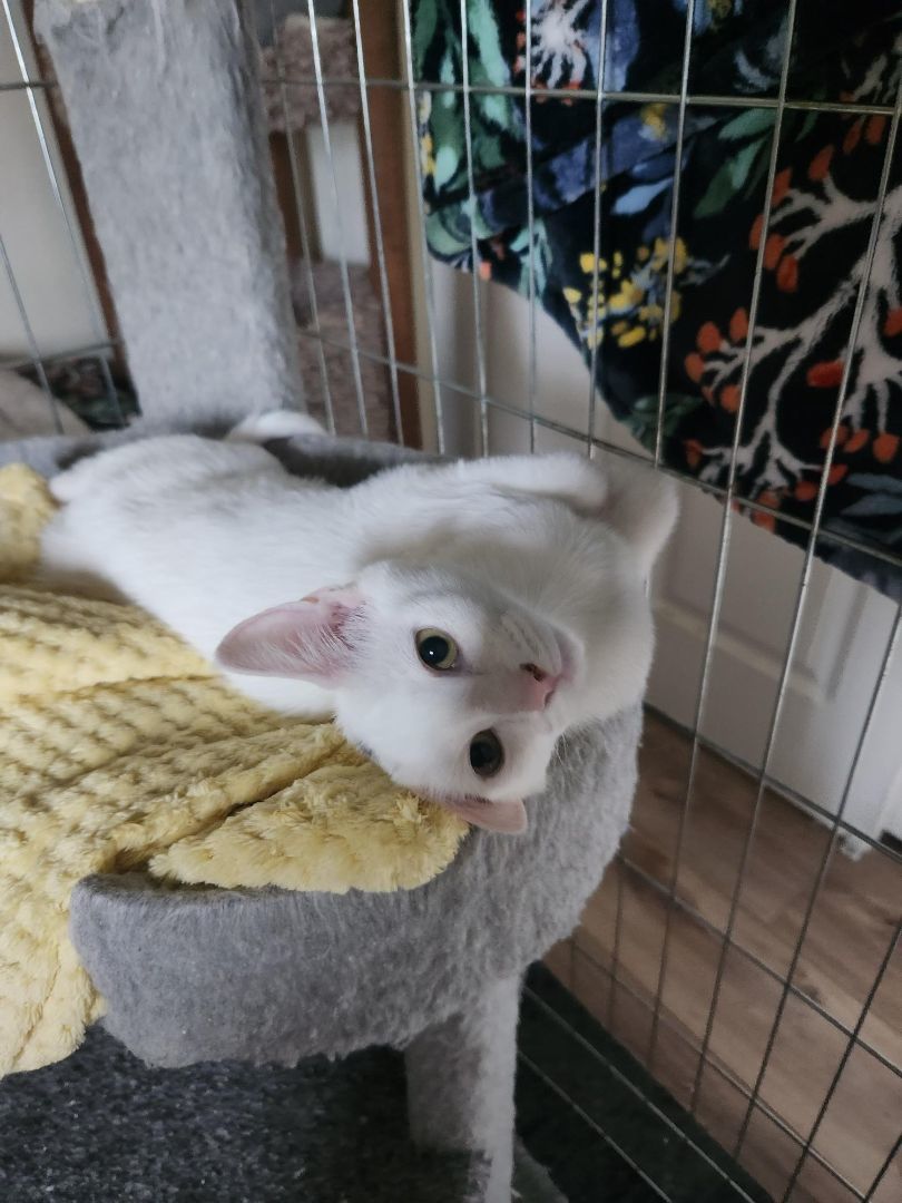 Mary, a Adopted Domestic Short Hair in Westminster, CA image 2/3