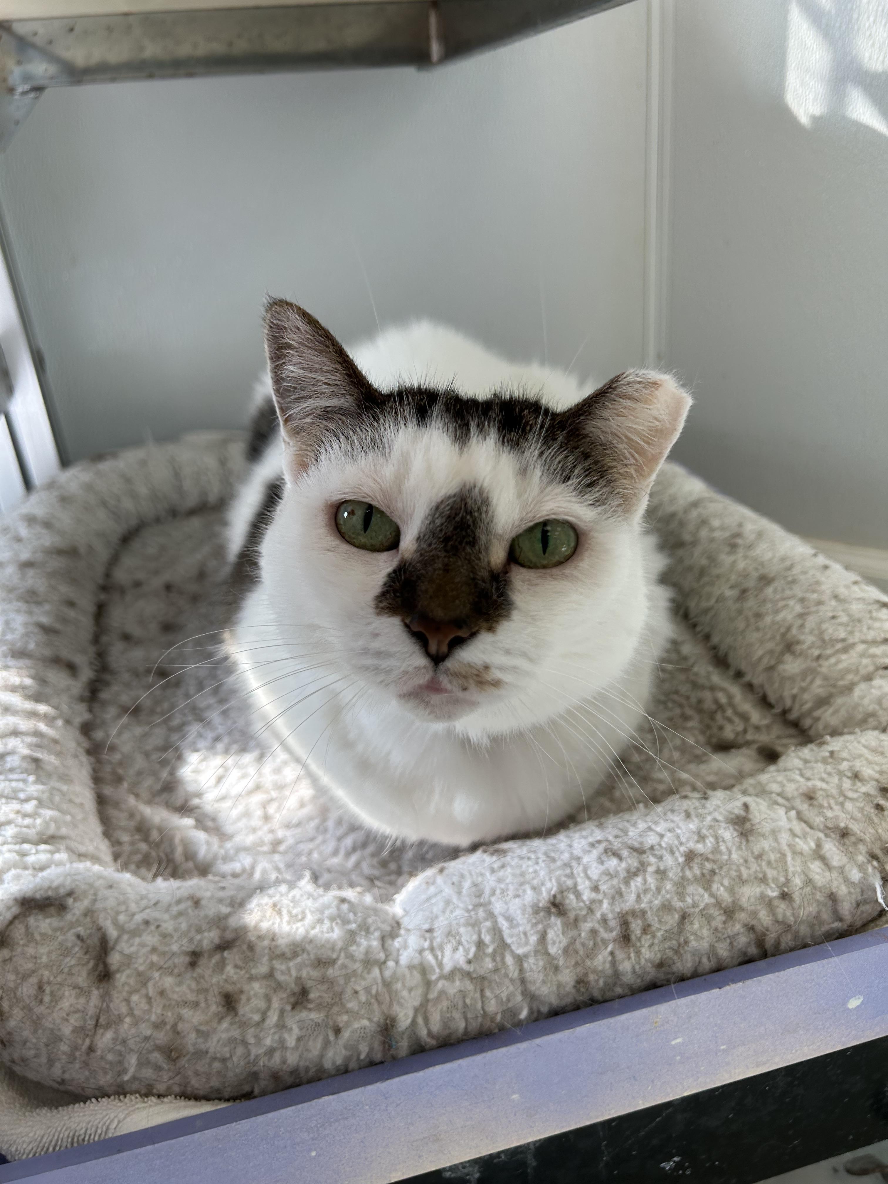 Sweet Pea, a Adoptable Domestic Short Hair in Lansing, MI image 1/5