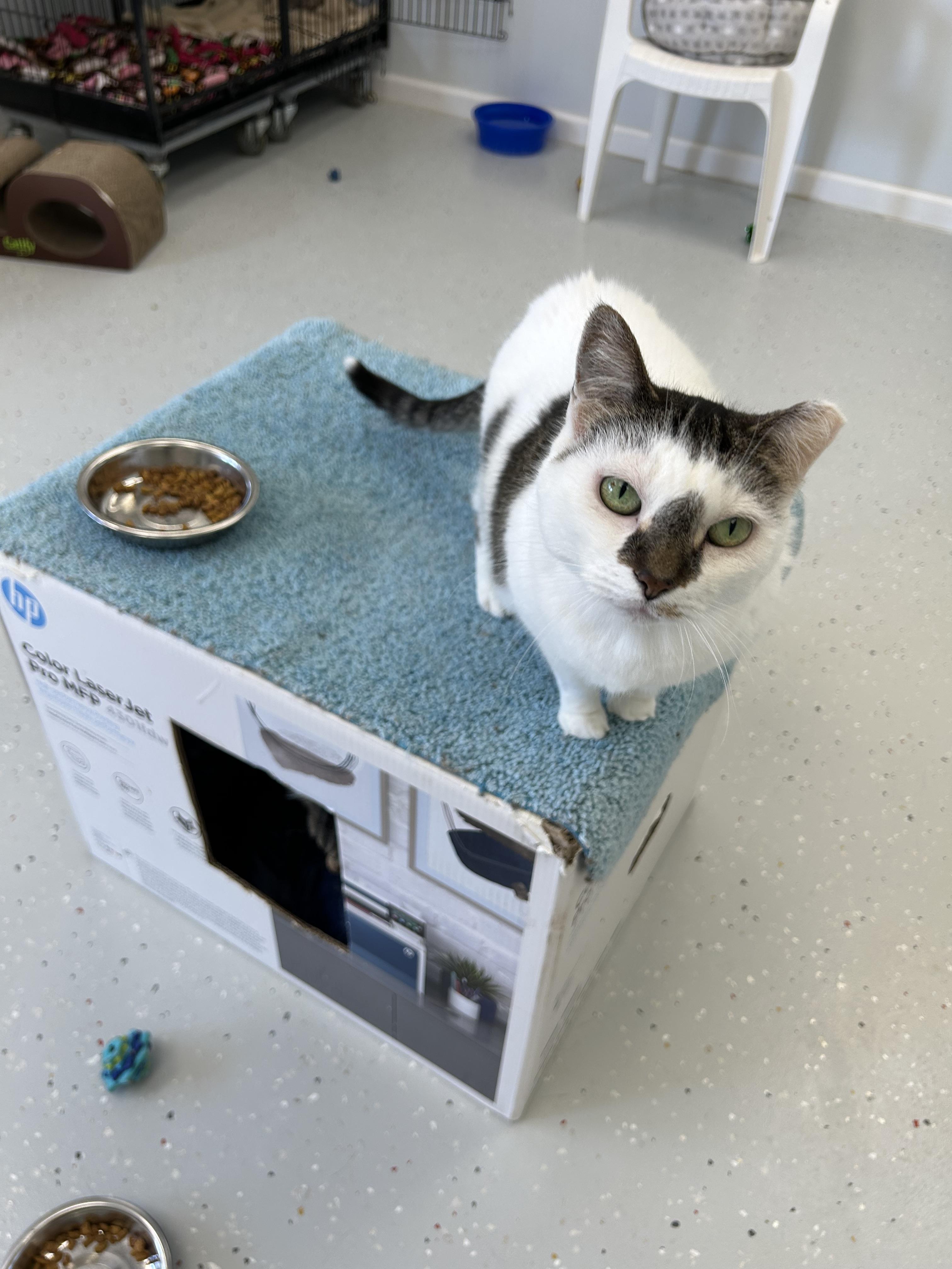 Sweet Pea, a Adoptable Domestic Short Hair in Lansing, MI image 2/5