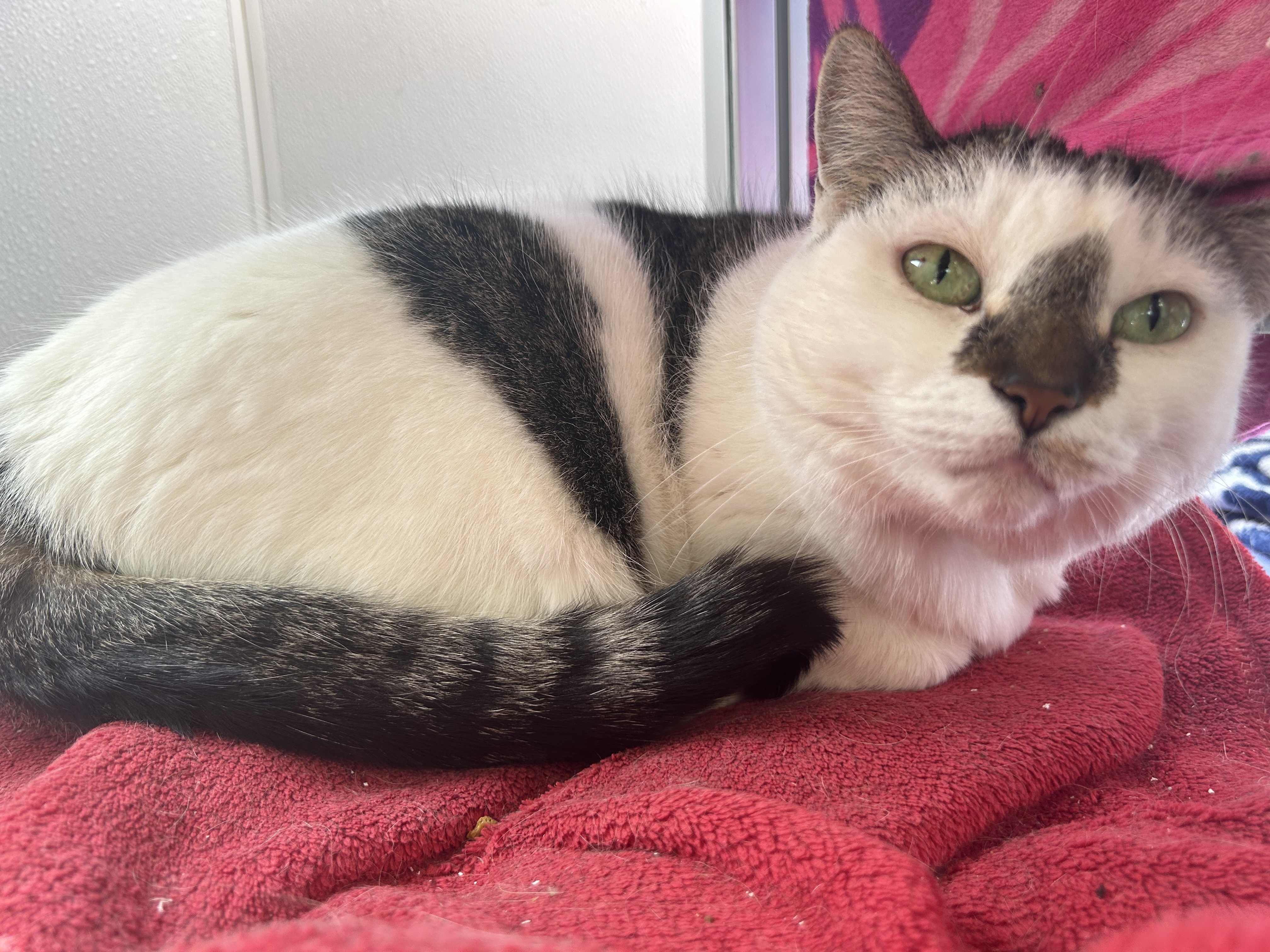 Sweet Pea, a Adoptable Domestic Short Hair in Lansing, MI image 4/5