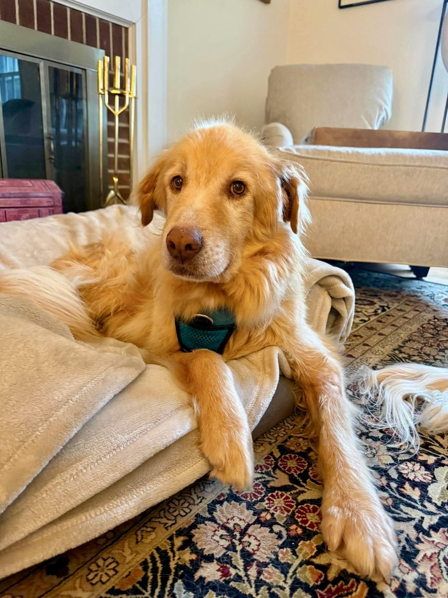 Phil, adopted, Adult Male Golden Retriever.