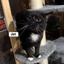 Enlarge Jet, a ADOPTABLE Domestic Short Hair in North Versailles, PA image 1/1