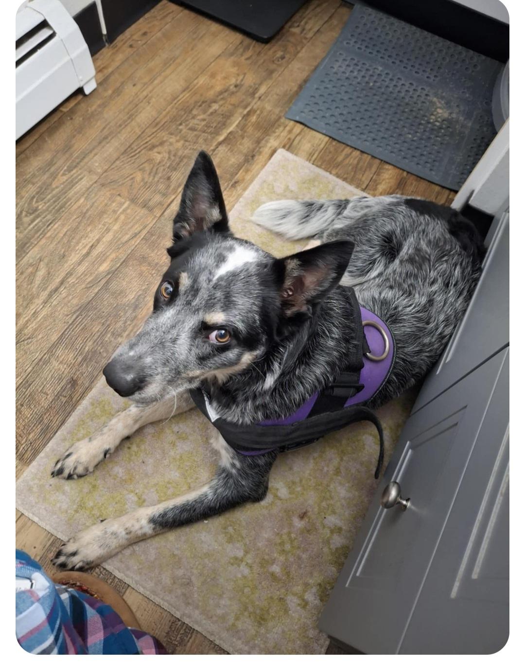 Loki-**Courtesy post**, an adoptable Australian Cattle Dog / Blue Heeler in Jamestown, ND, 58401 | Photo Image 2