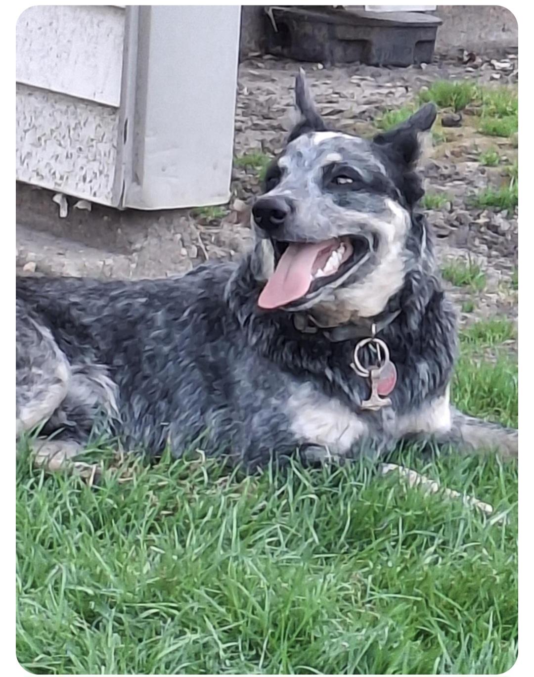 Loki-**Courtesy post**, an adoptable Australian Cattle Dog / Blue Heeler in Jamestown, ND, 58401 | Photo Image 3