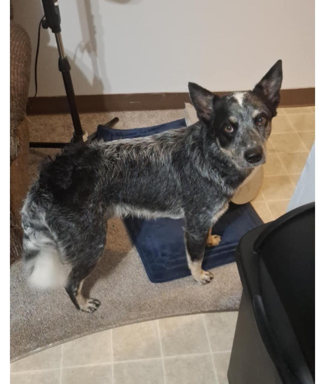 Loki-**Courtesy post**, an adoptable Australian Cattle Dog / Blue Heeler in Jamestown, ND, 58401 | Photo Image 1