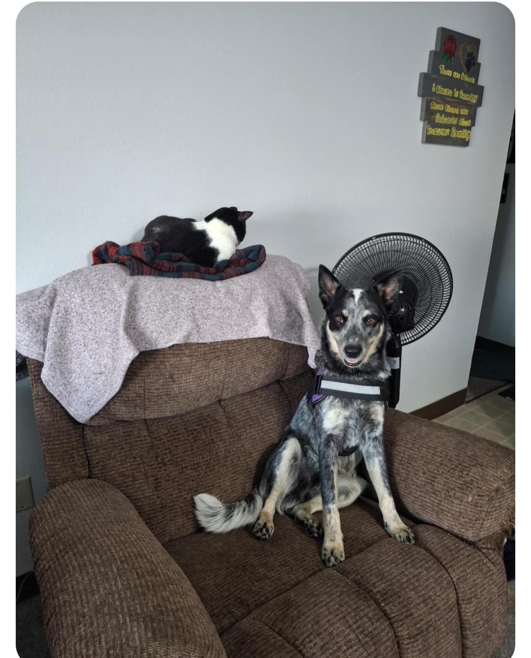 Loki-**Courtesy post**, an adoptable Australian Cattle Dog / Blue Heeler in Jamestown, ND, 58401 | Photo Image 4