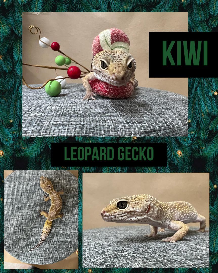 KIWI , Adult Unknown unknown