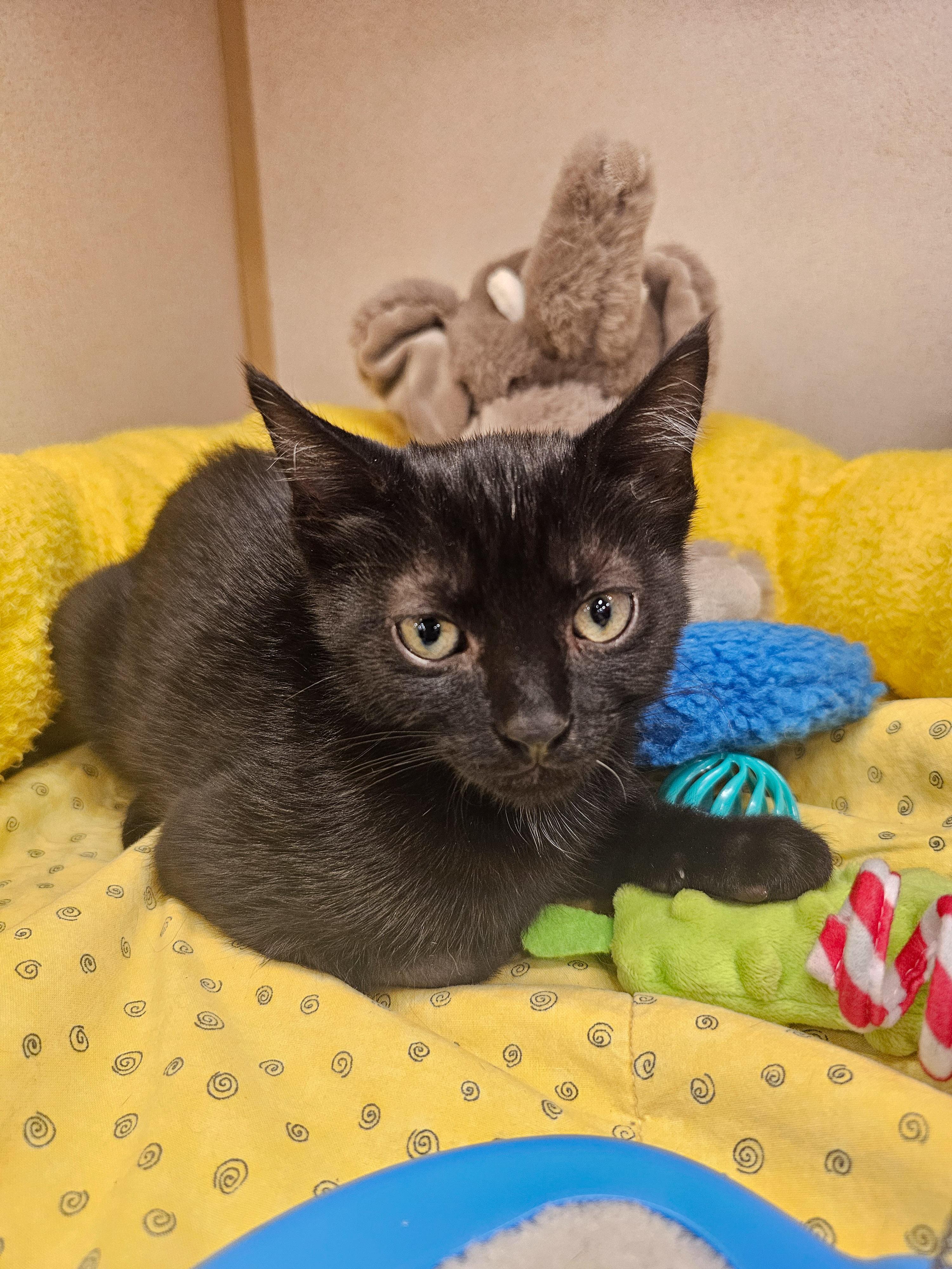 Enlarge Kaida, a Adoptable Domestic Short Hair in Naples, FL image 1/6