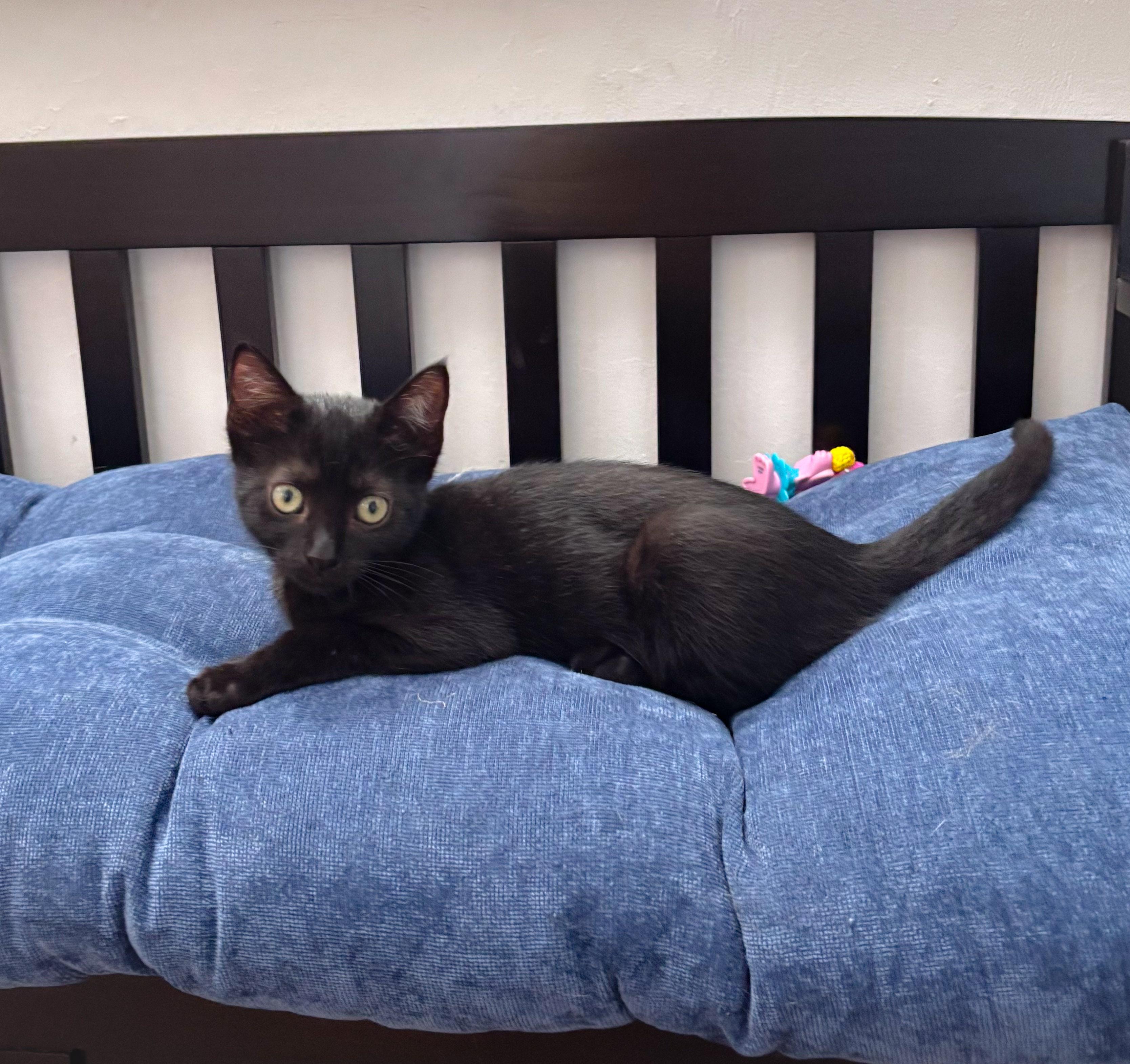 Enlarge Kaida, a Adoptable Domestic Short Hair in Naples, FL image 3/6