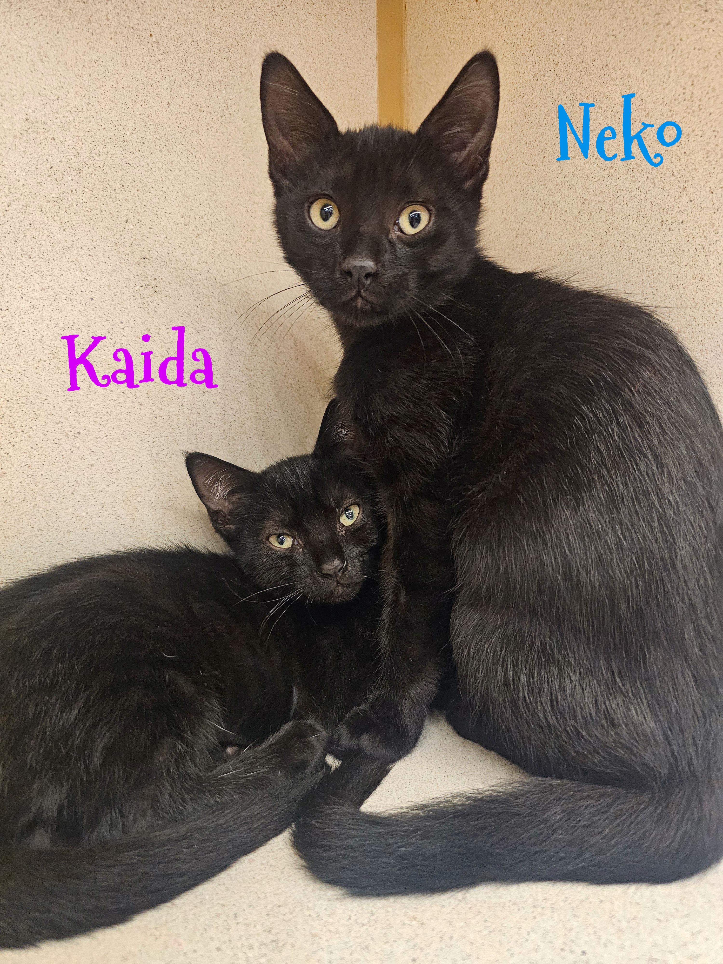 Enlarge Kaida, a Adoptable Domestic Short Hair in Naples, FL image 5/6