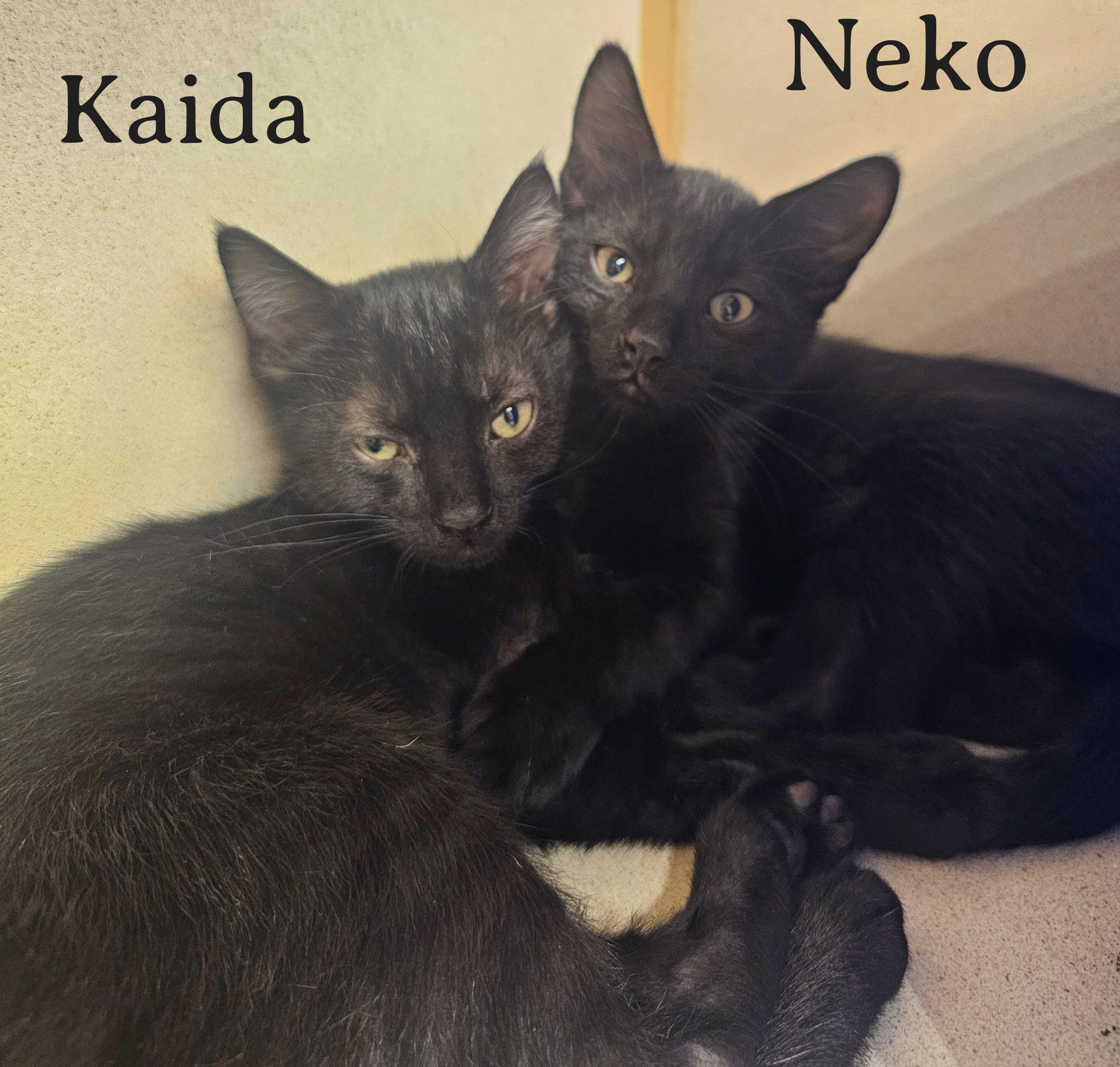 Enlarge Kaida, a Adoptable Domestic Short Hair in Naples, FL image 6/6