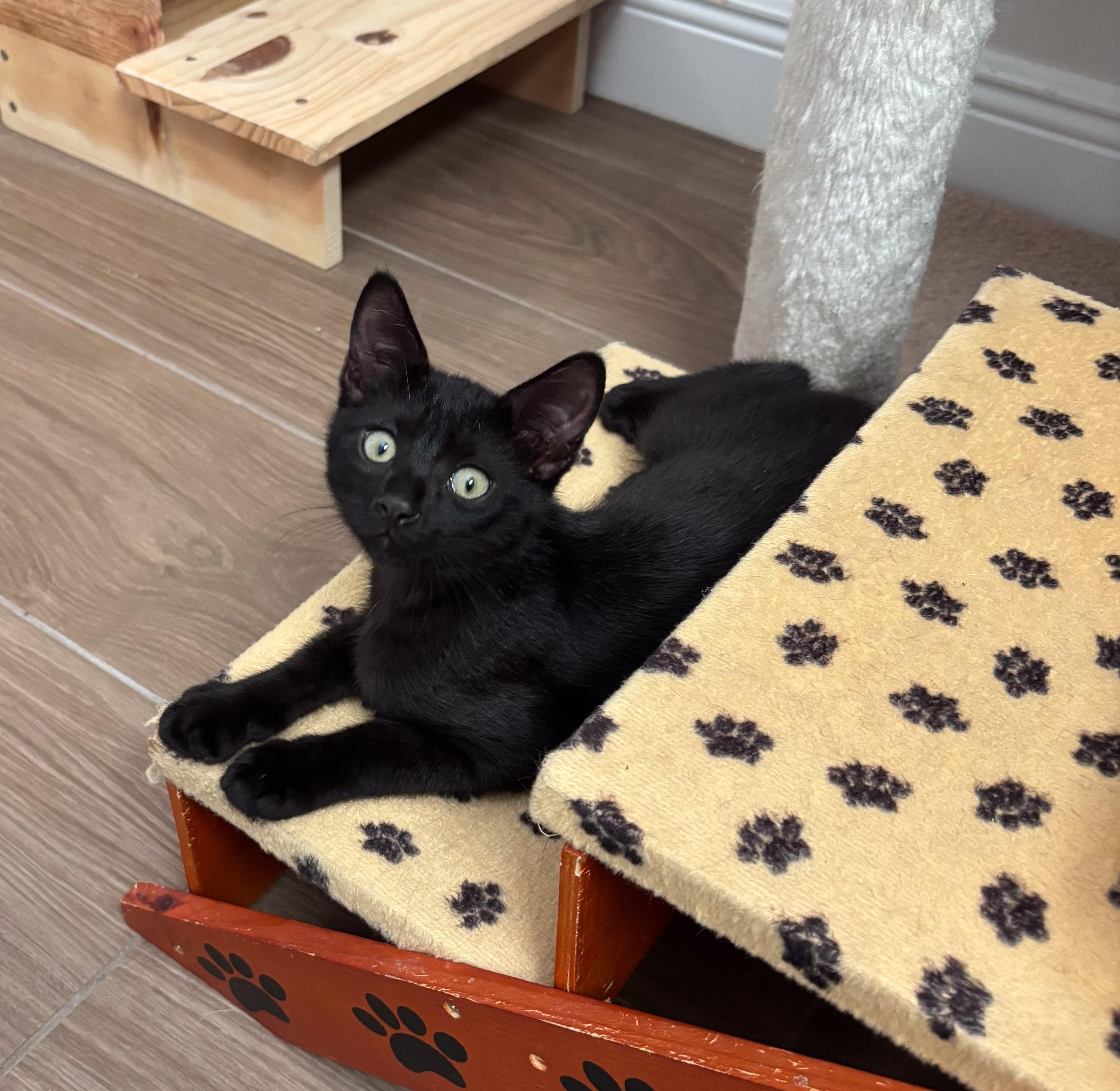Enlarge Kaida, a Adoptable Domestic Short Hair in Naples, FL image 2/6