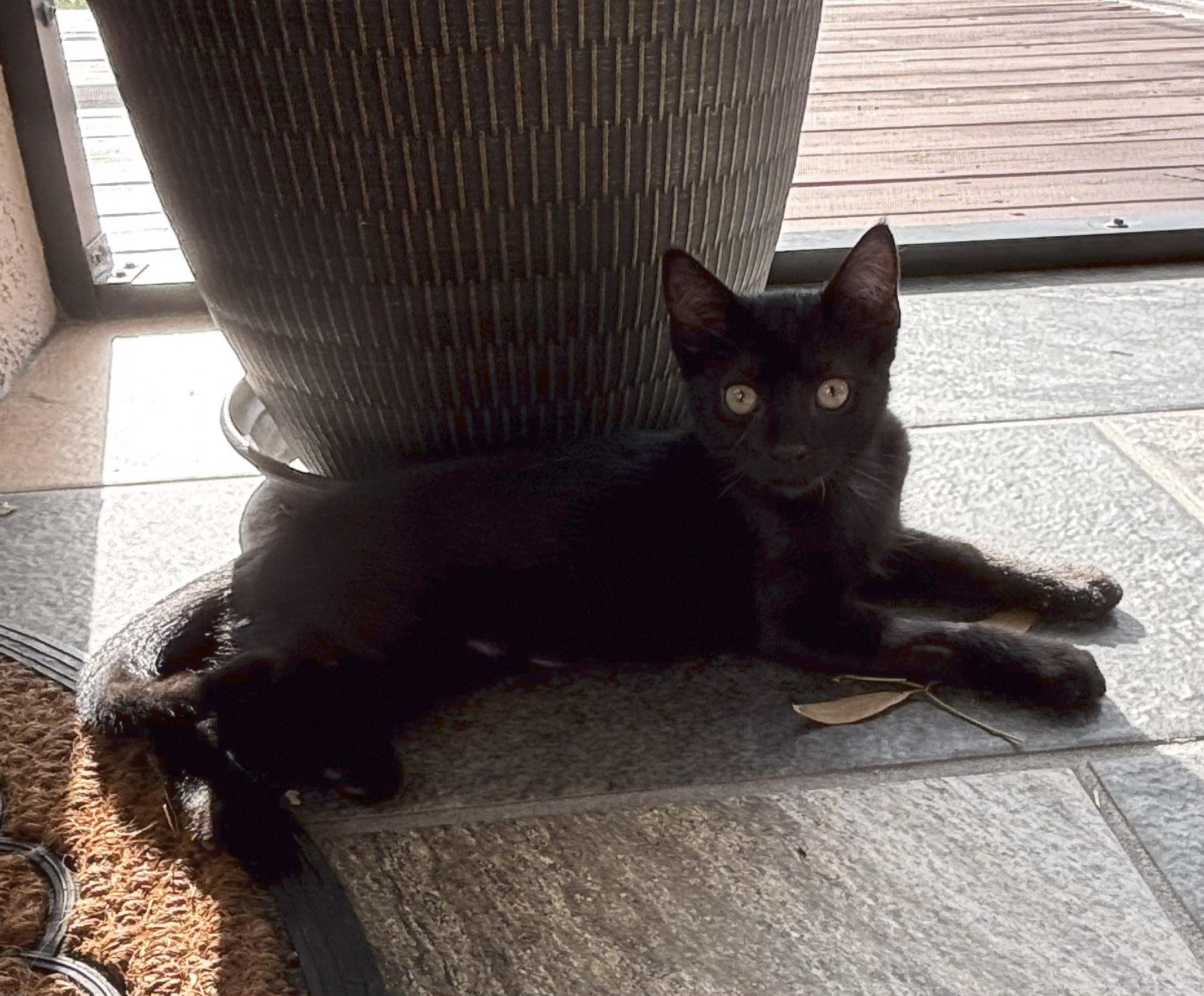 Enlarge Kaida, a Adoptable Domestic Short Hair in Naples, FL image 4/6