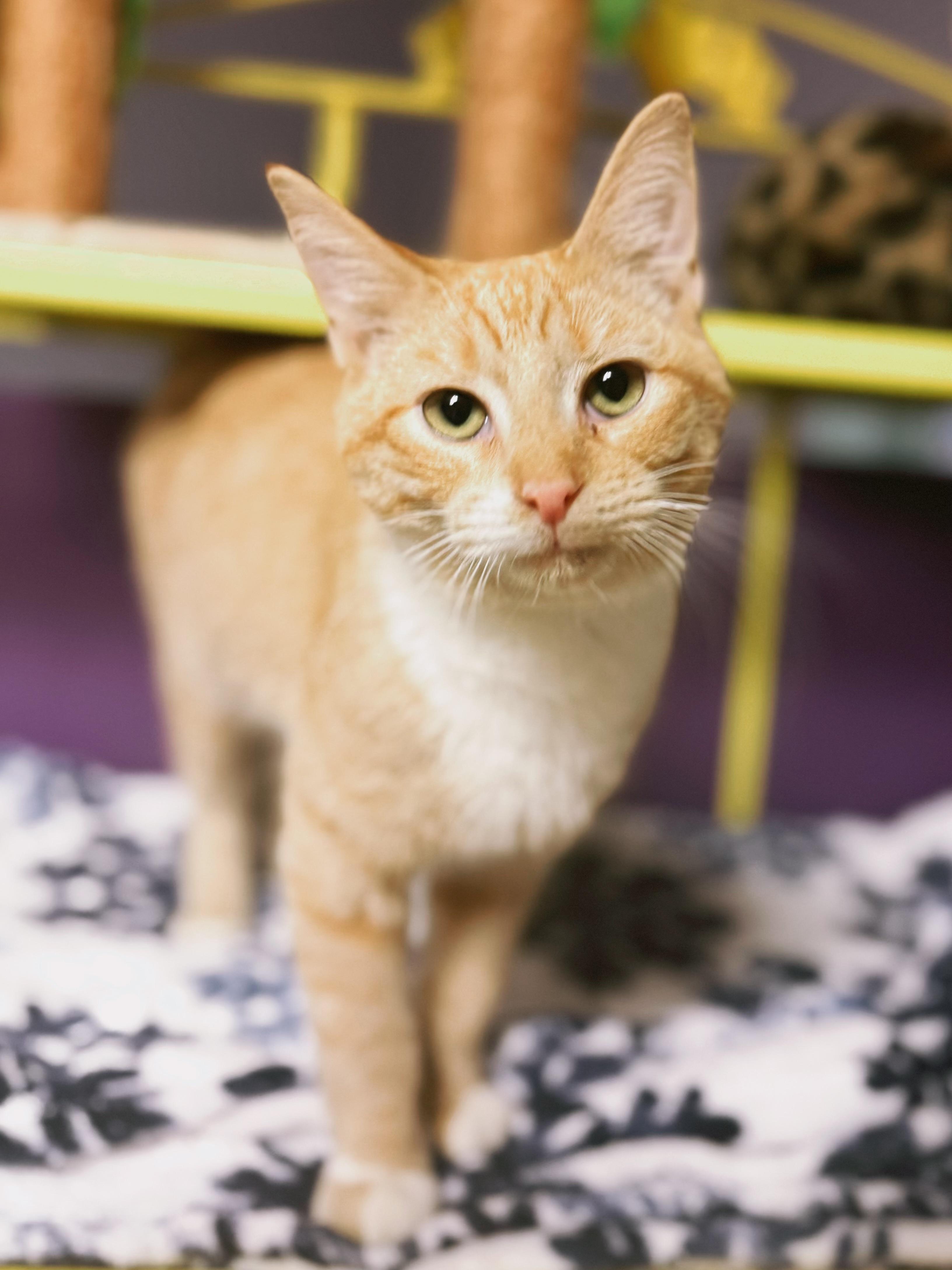 Enlarge Mango, a ADOPTABLE Domestic Short Hair in Varnville, SC image 1/1