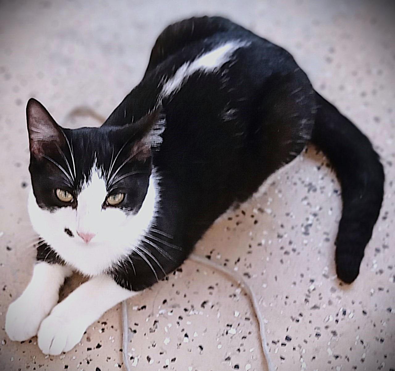 Skunk, a Adoptable Domestic Short Hair in Orange City, FL image 1/2