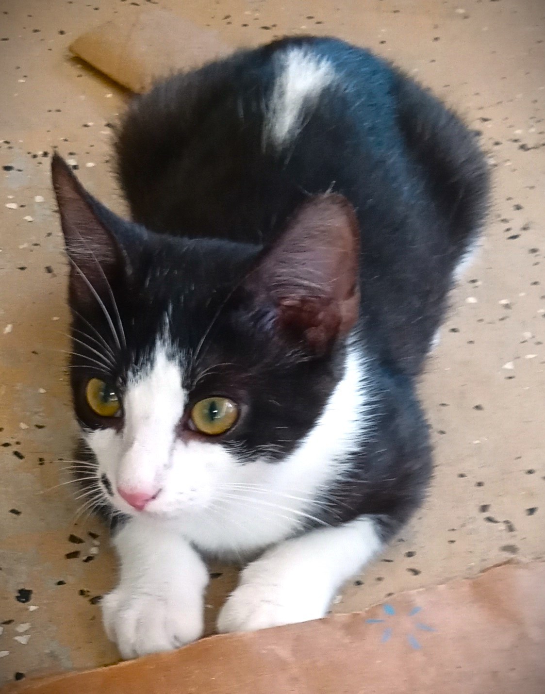 Skunk, Adoptable, Kitten Male Domestic Short Hair.