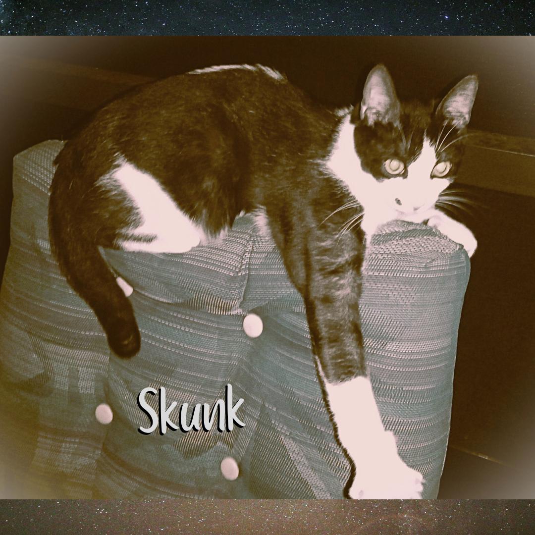 Enlarge Skunk, a Adoptable Domestic Short Hair in Orange City, FL image 1/3