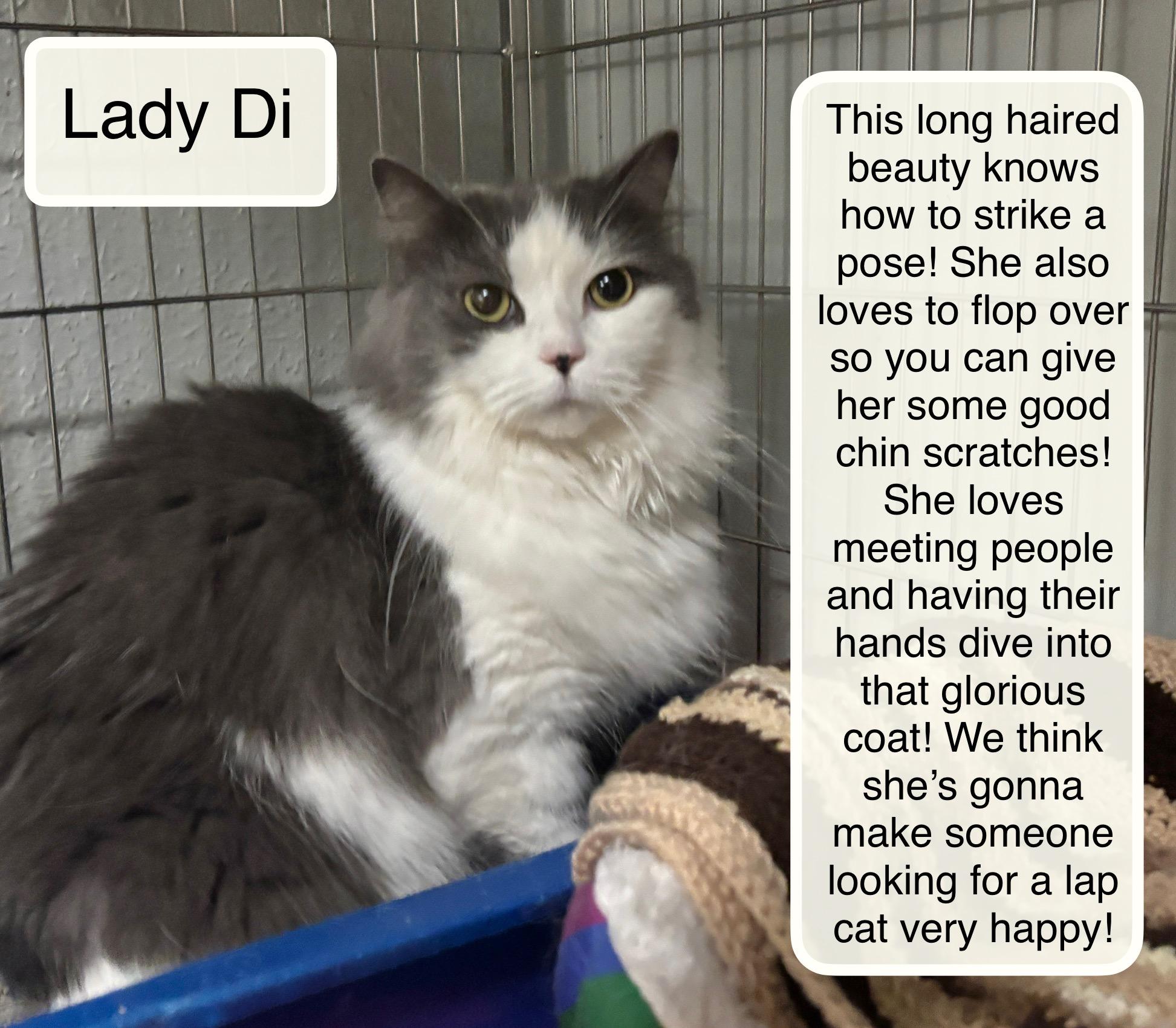 Enlarge Lady Di, an adopted Domestic Long Hair in Ellicott City, MD image 1/1
