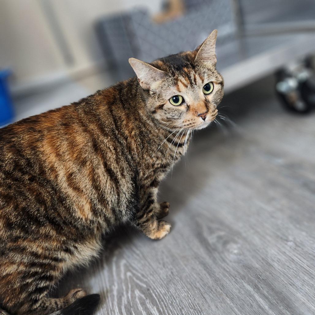 Enlarge Lilo, a Adoptable Domestic Short Hair in Talent, OR image 1/5