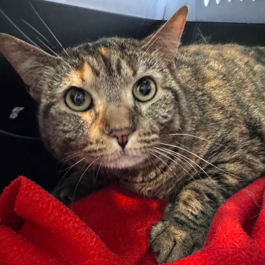Enlarge Lilo, a Adoptable Domestic Short Hair in Talent, OR image 2/5