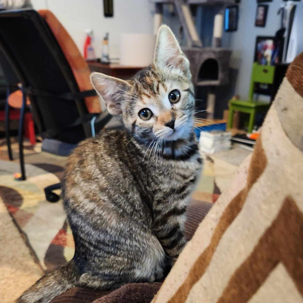 Enlarge Lilo, a Adoptable Domestic Short Hair in Talent, OR image 3/5