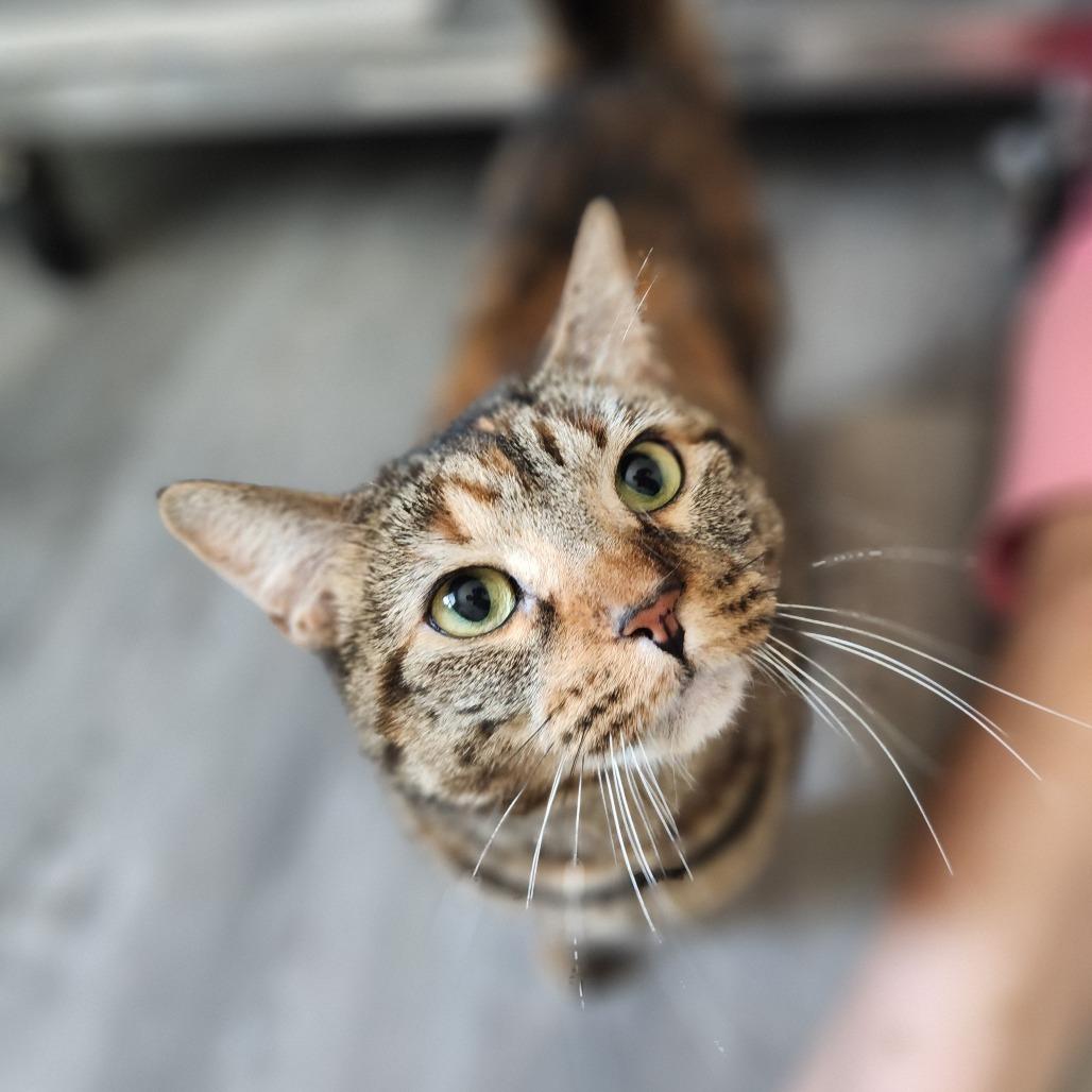 Enlarge Lilo, a Adoptable Domestic Short Hair in Talent, OR image 4/5
