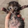 Enlarge Lilo, a Adoptable Domestic Short Hair in Talent, OR image 5/5